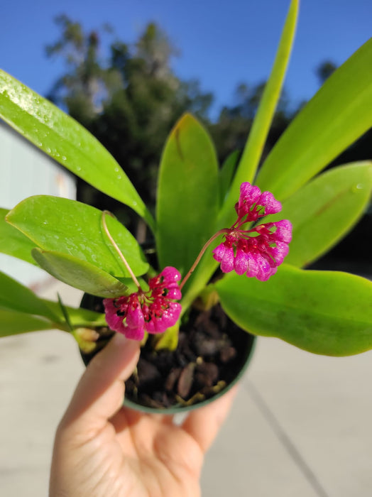 Bulbophyllum corolliferum