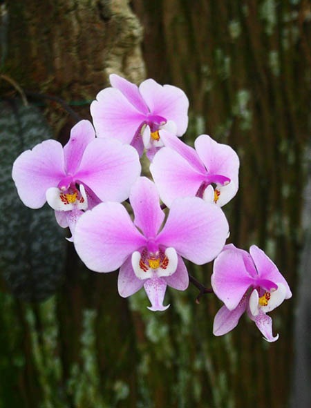 Phalaenopsis schilleriana 'TKB'