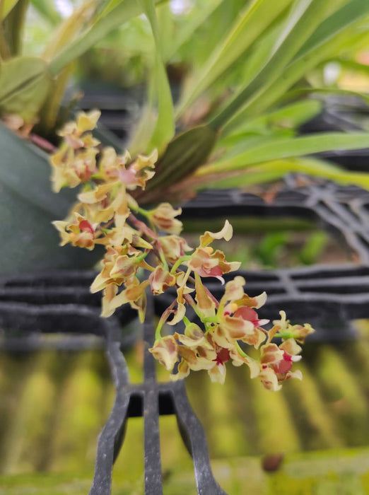 Oncidium peltiforme