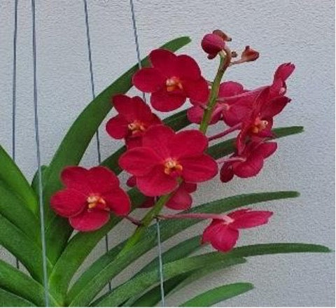 Vanda Hasd Son-Khla x V. Red Devil