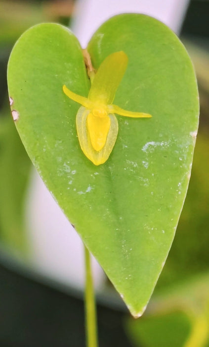 Pleurothallis erythrium