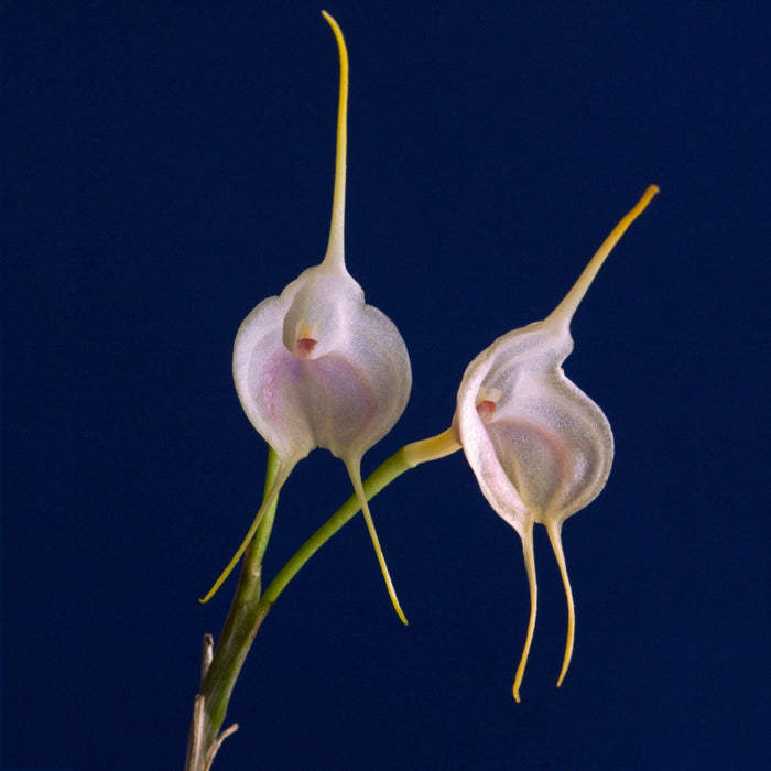 Masdevallia infracta alba