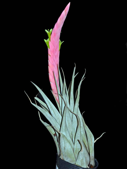 Tillandsia petraea