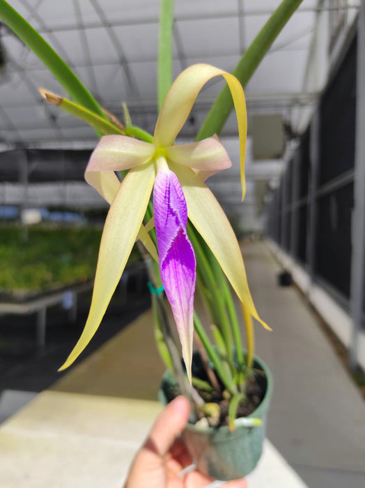 Brassocattleya Ivan Portilla pink lip