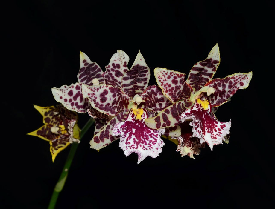 Odontocidium Holm Lighthouse