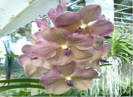 Vanda Ami