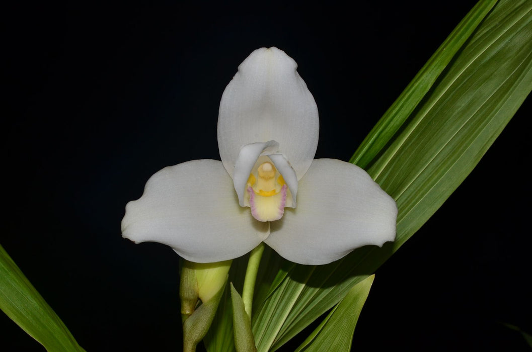 Lycaste Alma de mi Alma