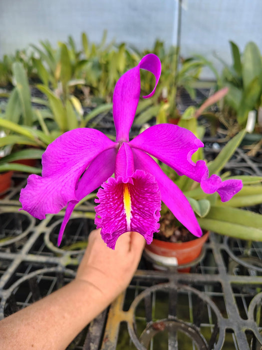 Cattleya maxima 'Didier'