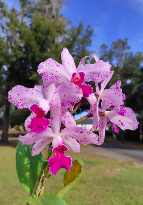 Cattleya Virgen de Guadalupe