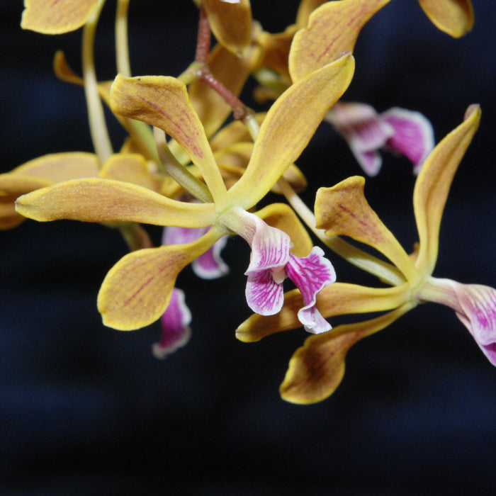 Encyclia oncidioides