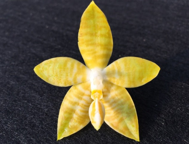 Phalaenopsis amboinensis flava