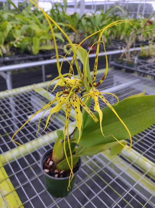 Brassia Rex