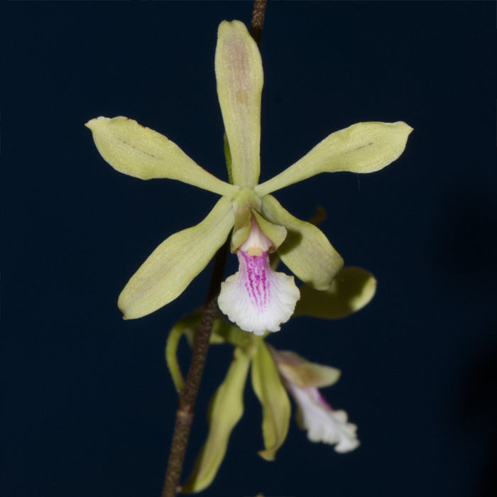 Encyclia mapuerae