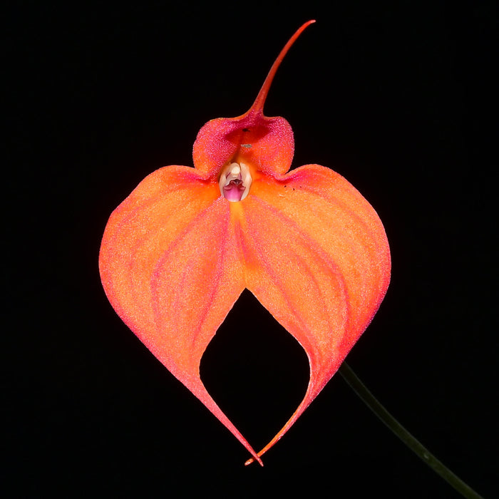 Masdevallia Madona