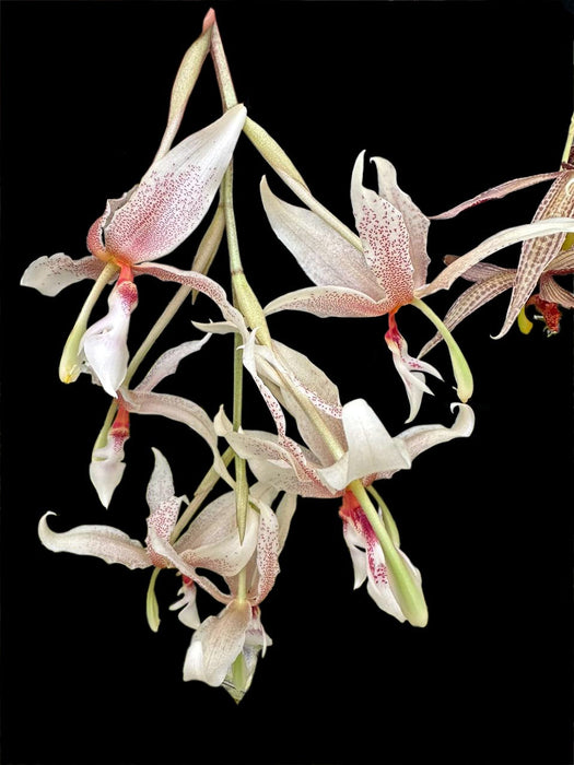 Paphinopea Ivan Portilla