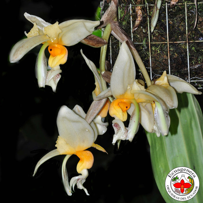 Stanhopea embreei