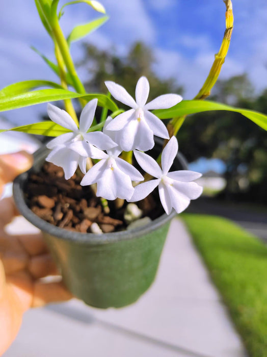 Dimerandra emarginata alba