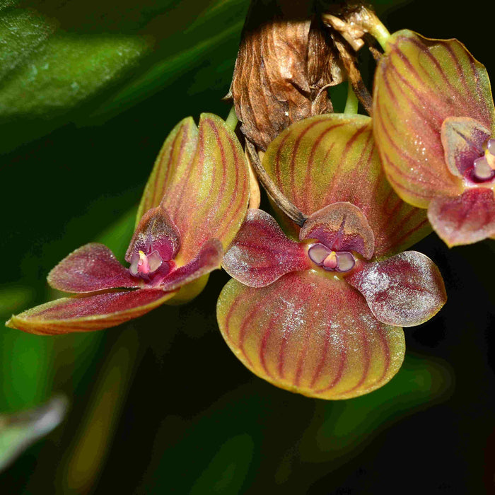 Pleurothallis perryi