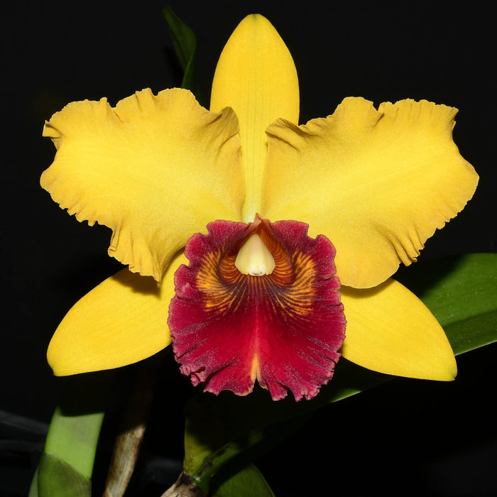 Rhyncholaeliocattleya Eugene Banziger