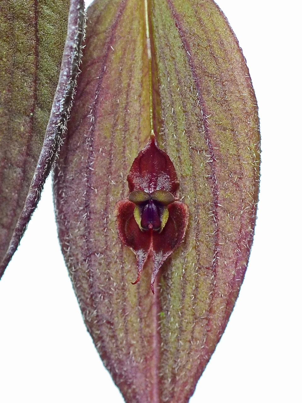 Lepanthes gargoyla red x yellow — Ecuagenera USA Corp