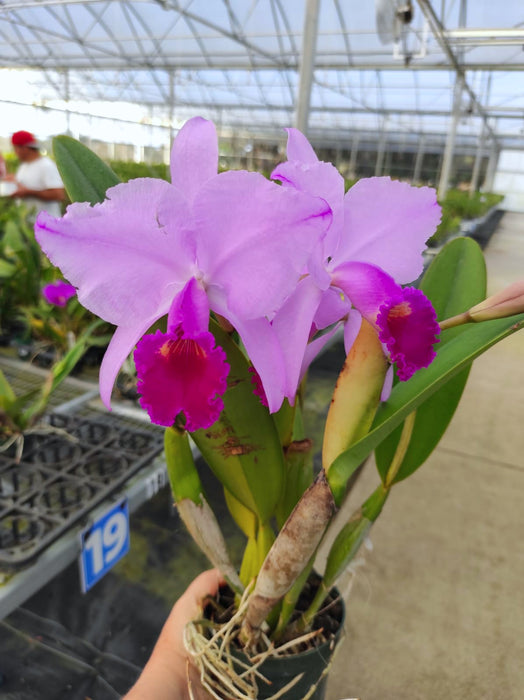 Cattleya trianae 'Michael 7A' x 'Sangre de Toro Dark Lip'