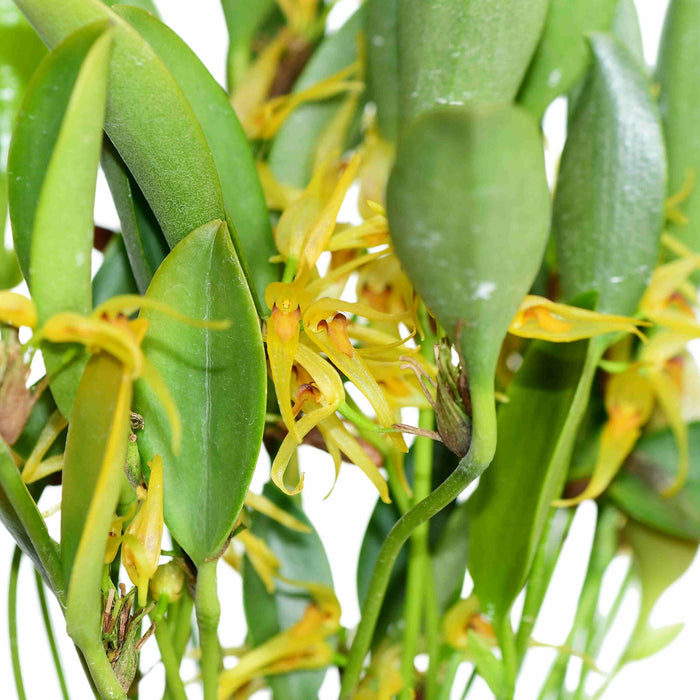 Pleurothallis hitchcockii 001363