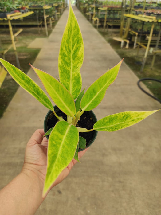 Philodendron domesticum 'Calkins Gold' (s)