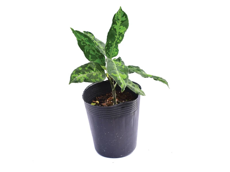 Aglaonema pictum tricolor