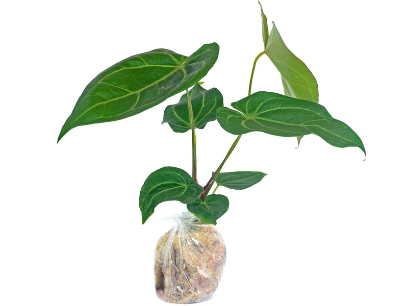anthurium magnificum x warocqueanum Anthurium magnificum