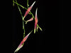 Lepanthes ionoptera
