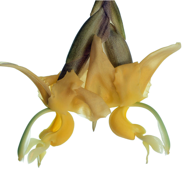 Stanhopea maduroi