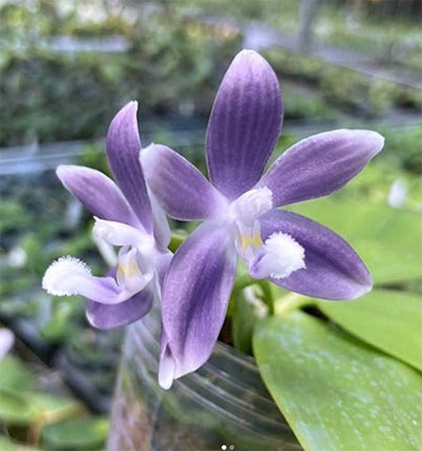 Phalaenopsis tetraspis 'Blue ZW130' stem prop