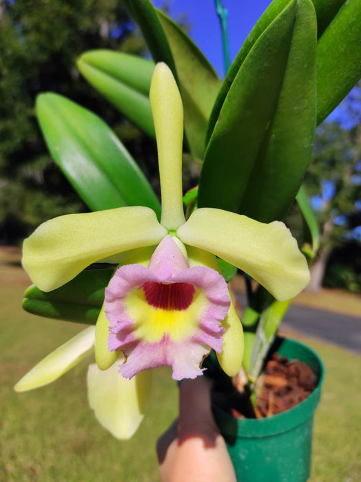 Brassolaeliocattleya Almakee x Cattleya Aristocrat