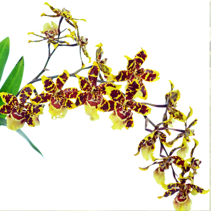 Oncostele Wild Cat 'peach'