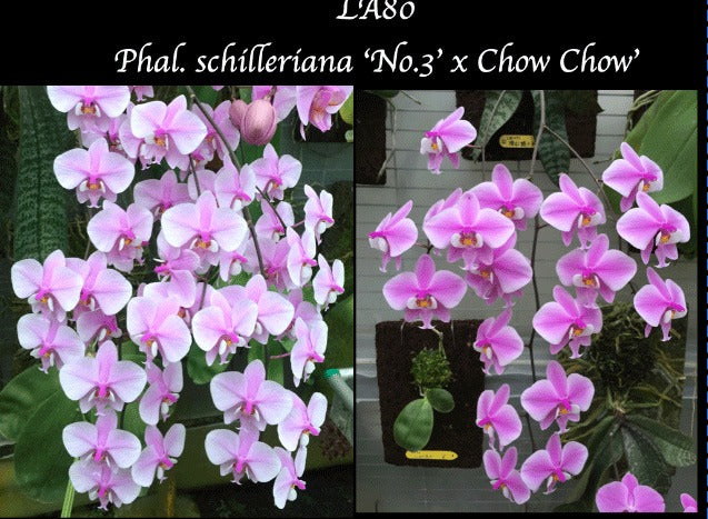 Phalaenopsis schilleriana 'No3' x 'Chow Chow'