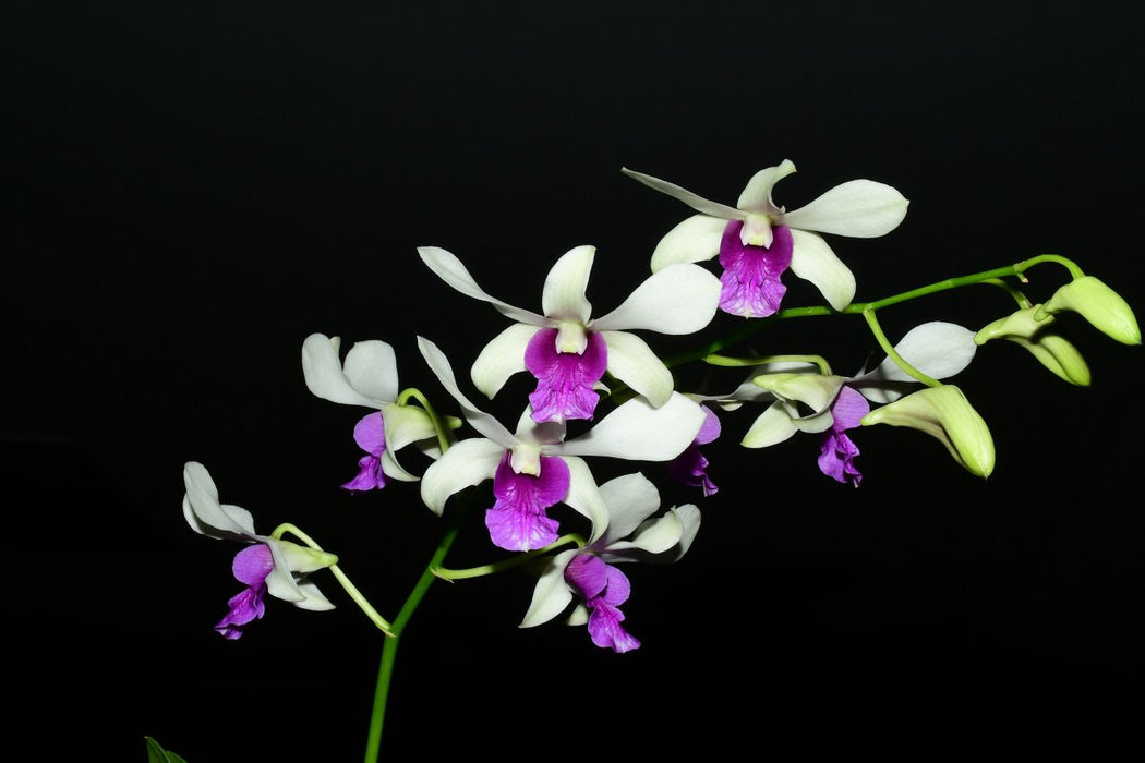 Dendrobium Burana Charming