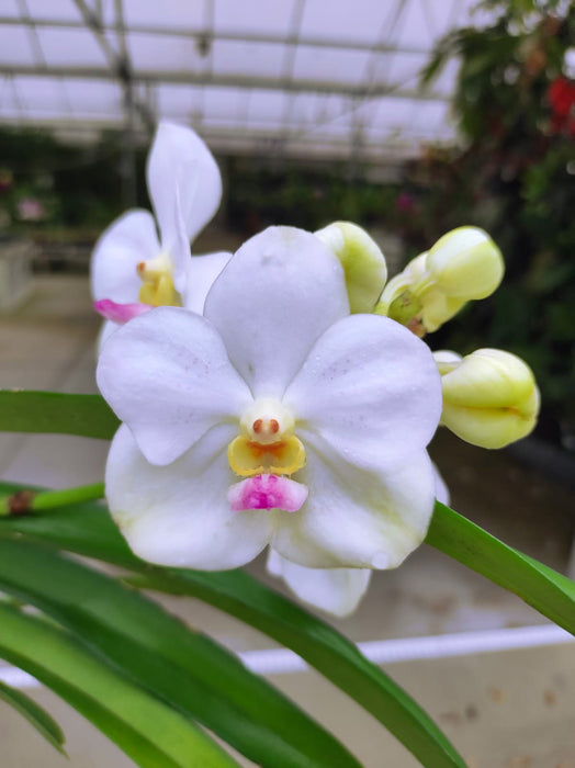 Vanda Nopporn White Diamond