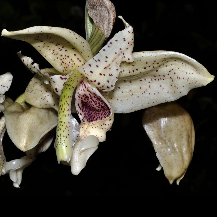 Stanhopea florida