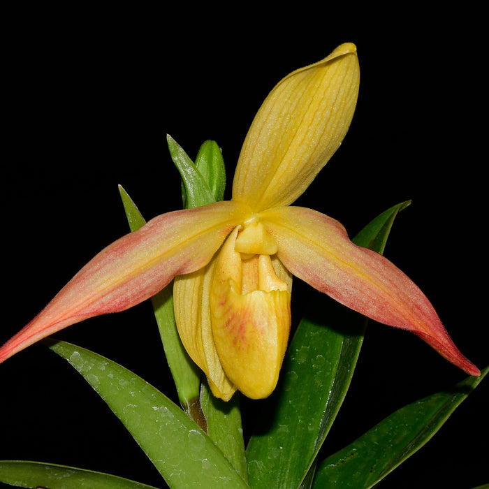 Phragmipedium Eric Young xanthinum red