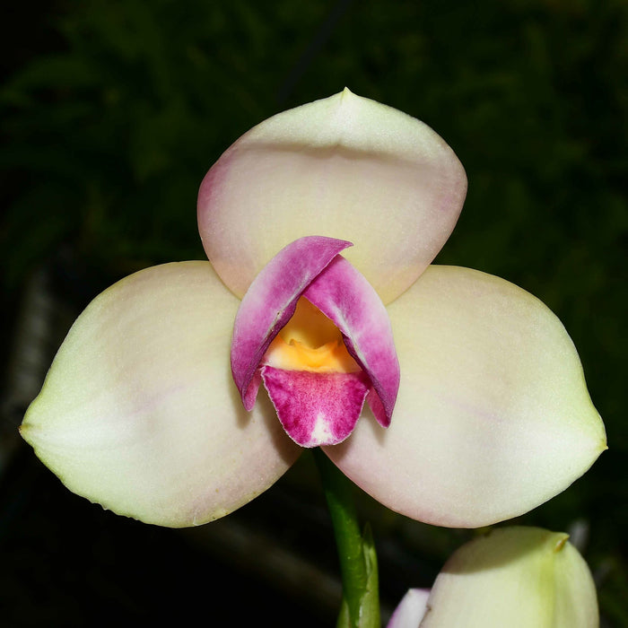 Lycaste Rakuhoku