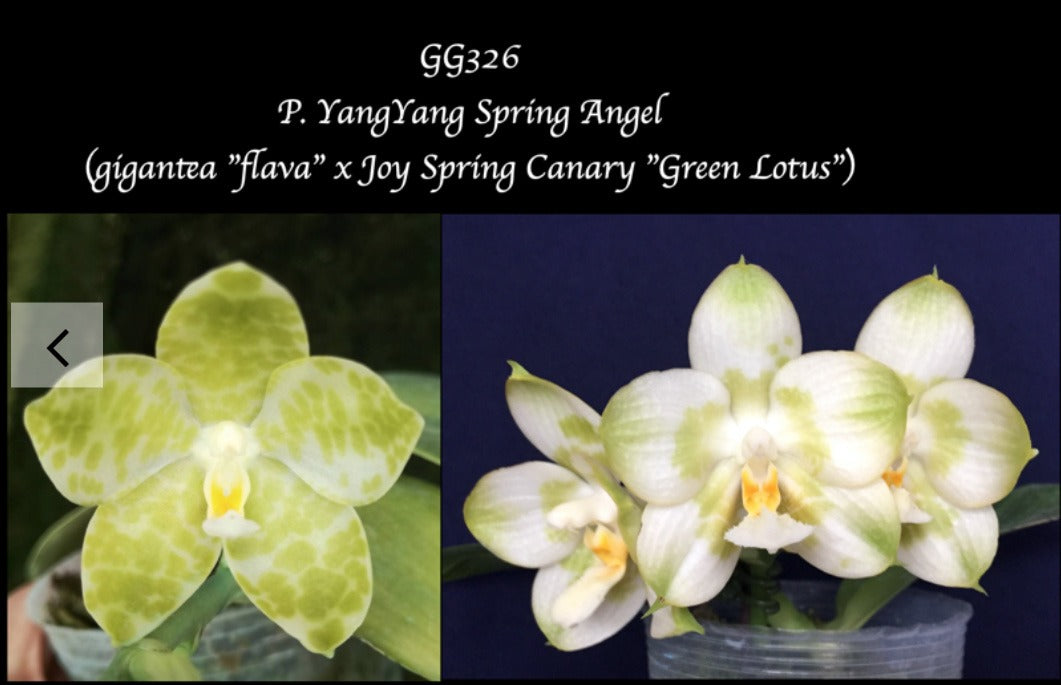 Phalaenopsis Yang Yang Spring Angel seedling