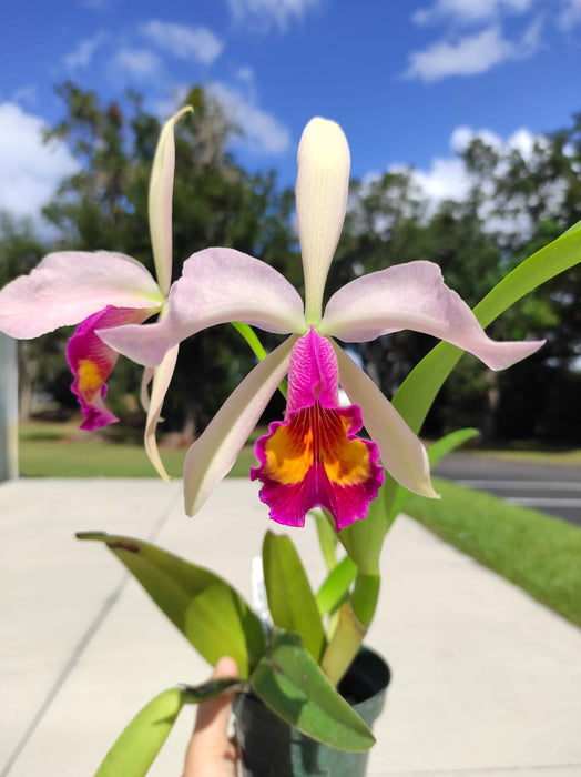 Rhyncholaeliocattleya Kiat Tan