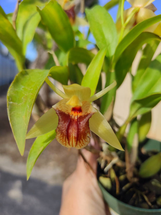 Coelogyne triplicatula