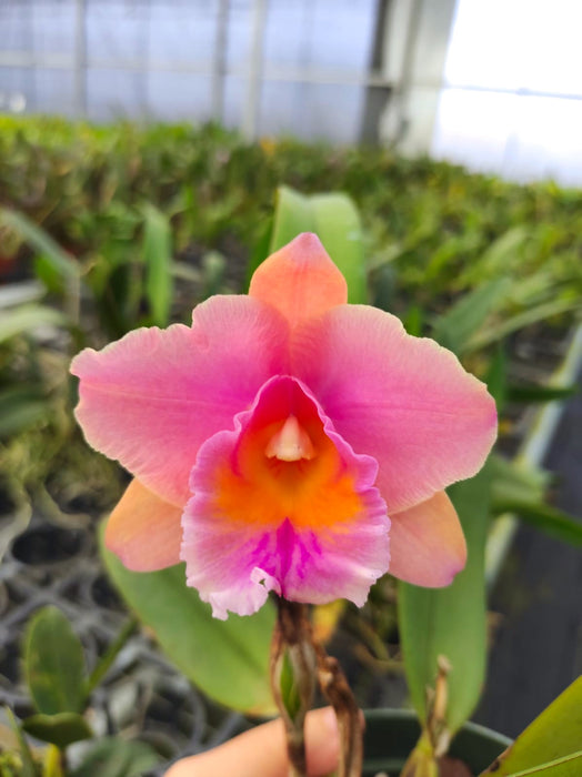 Brassolaeliocattleya Brydol Big x Cattleya Thalia