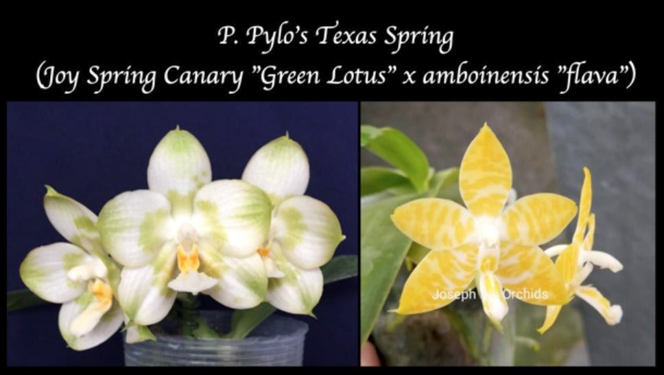 Phalaenopsis Pylo’s Texas Spring seedling