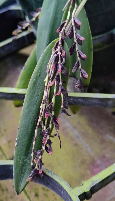 Acianthera pubescens