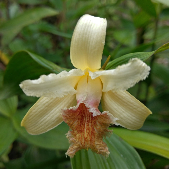 Sobralia fimbriata