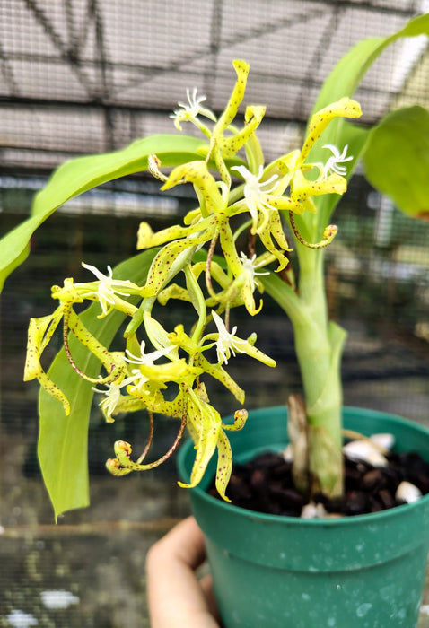 Cycnoches peruvianum