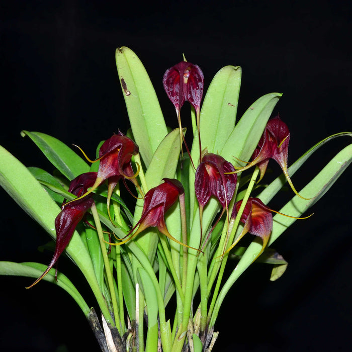 Masdevallia vidua