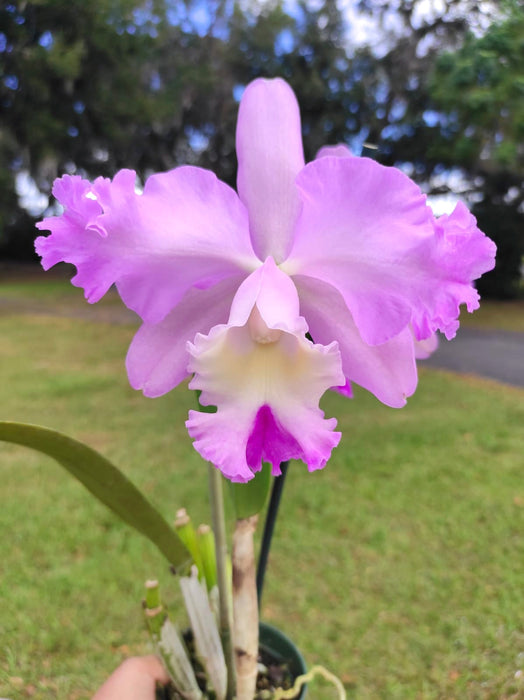 Cattleya intermedia hybrid 'Big Pink' x 'Aquini'